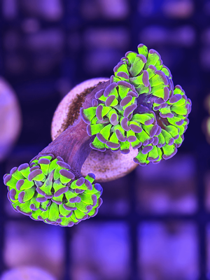 Euphillia Paraancora (Hammer) Blue Green