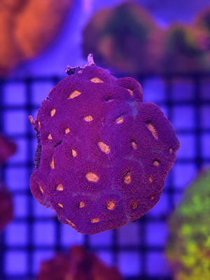 Acanthastrea Echinata Purple/Orange