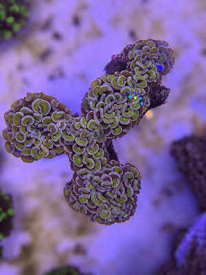 Euphillia Ancora Wall Hammer Pink TriColor
