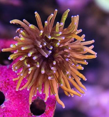 Euphyllia Glabrescens 24K Type B Torch Coral