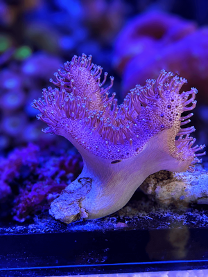 Devils Finger Coral Frag