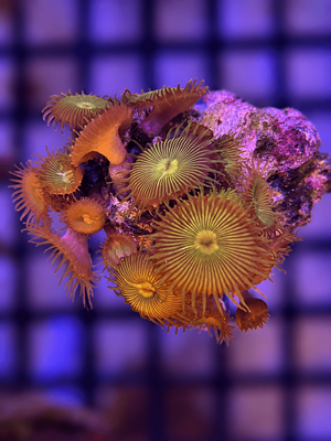 Green Palythoa Coral Frag