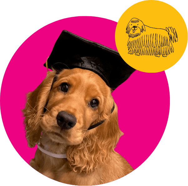 Puppy Preschool Tauranga