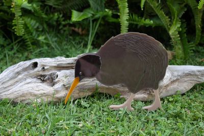 Kiwi