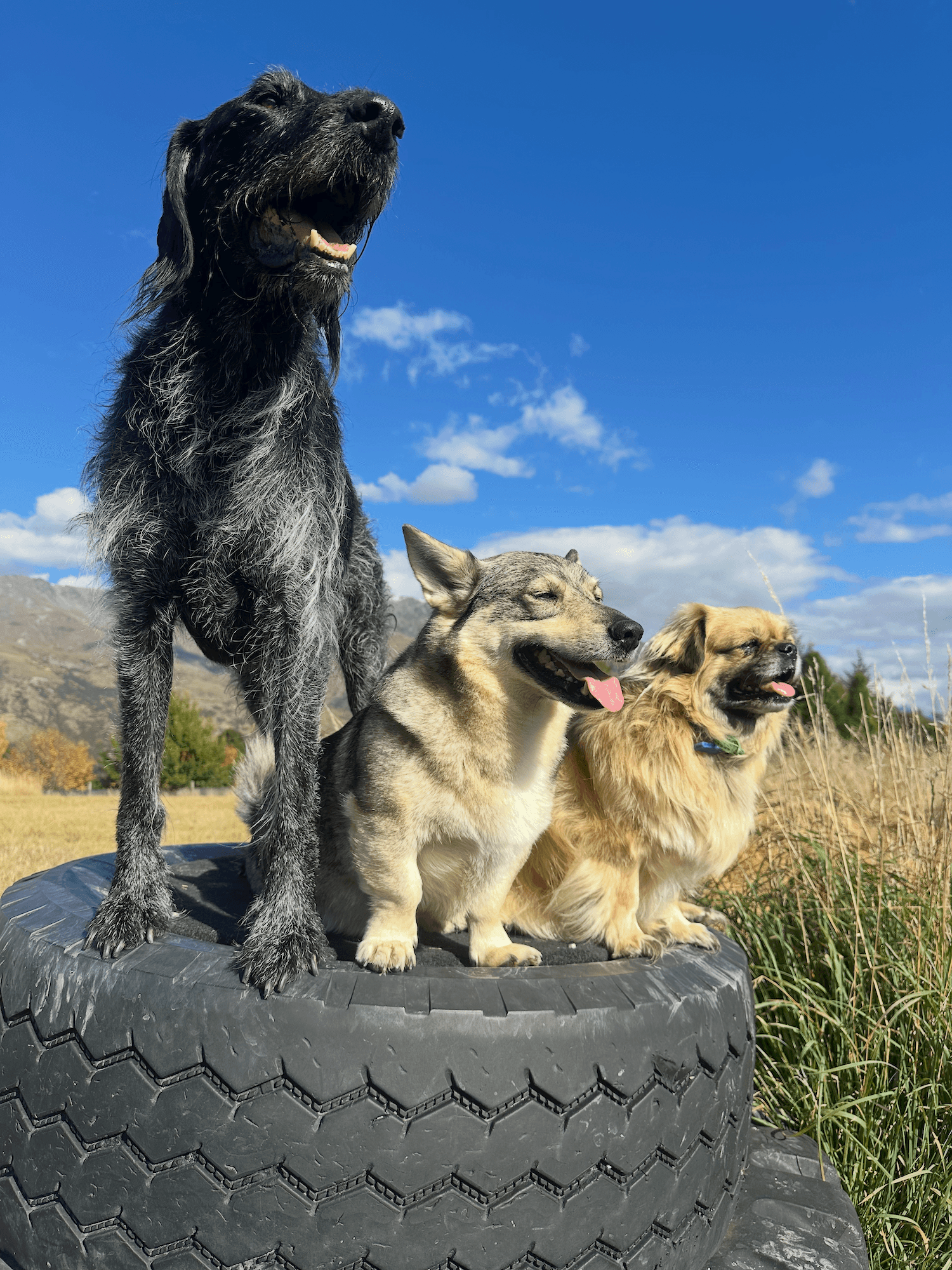 3 dogs sitting together at Star Dog Walk's regular dog day care visitors in Queenstown.