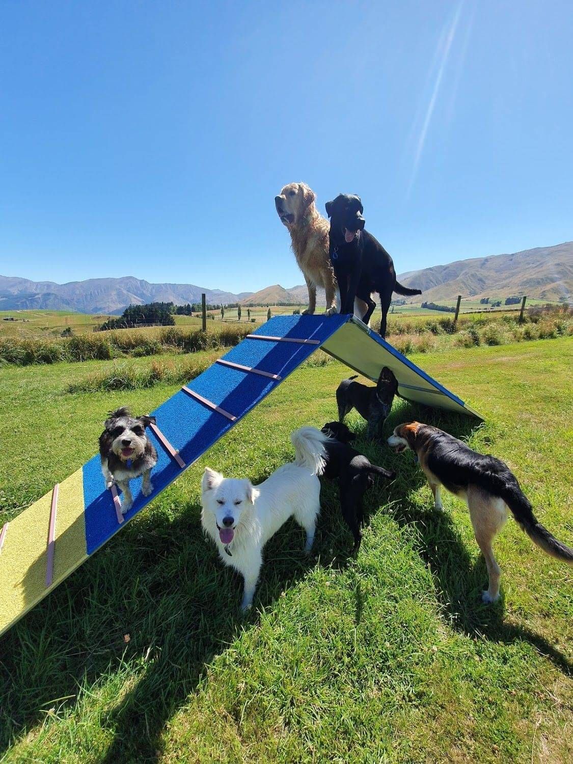 Dogs standing together around a dog agility ramp at Star Dog Walks in Queenstown.