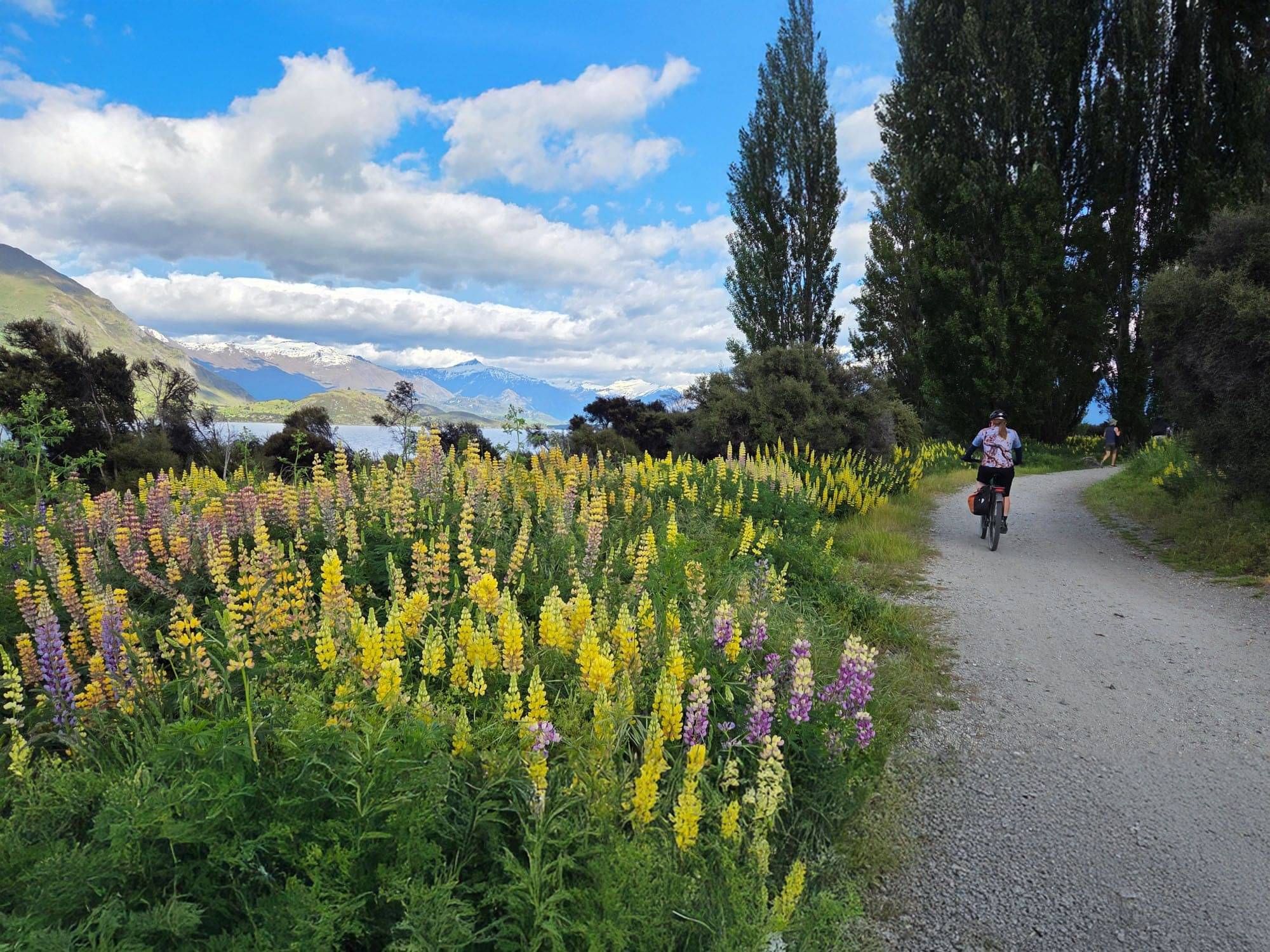 Riding past the Lupins and the Alps in New Zealands South Island with Pacific Cycle Tours in New Zealand