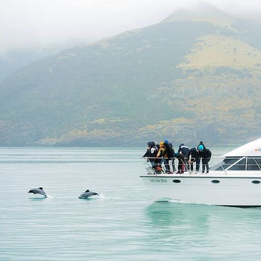 Watch dolphins leap out of the sea on a stay at Akaroa with Pacific Cycle Tours