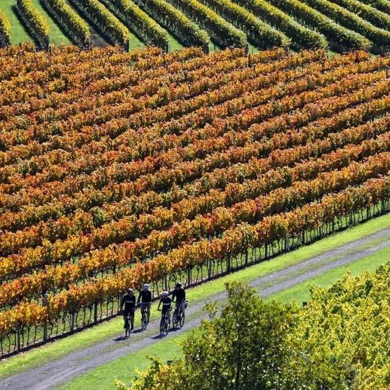 Riding along the vines on the Wilderness, Coastlines & Vines guided tour