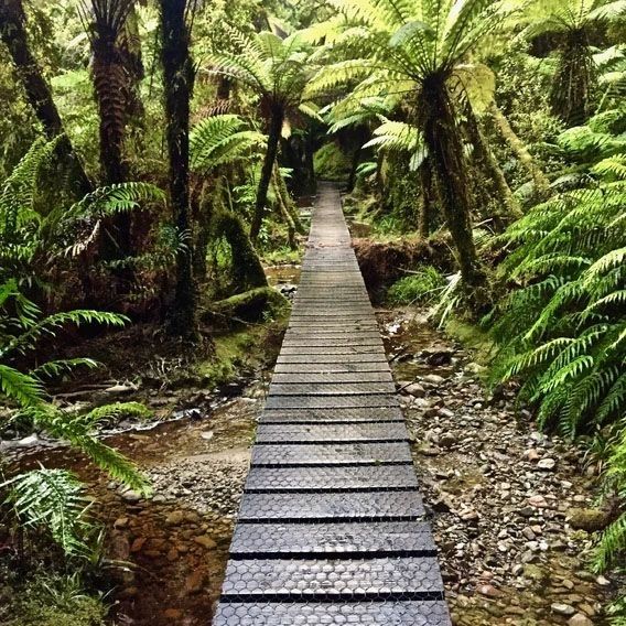 Stunning forest bridges along the trail of the West Coast Wilderness Trail