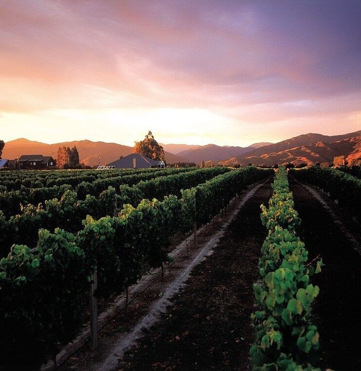 Vines along the Guided Tours