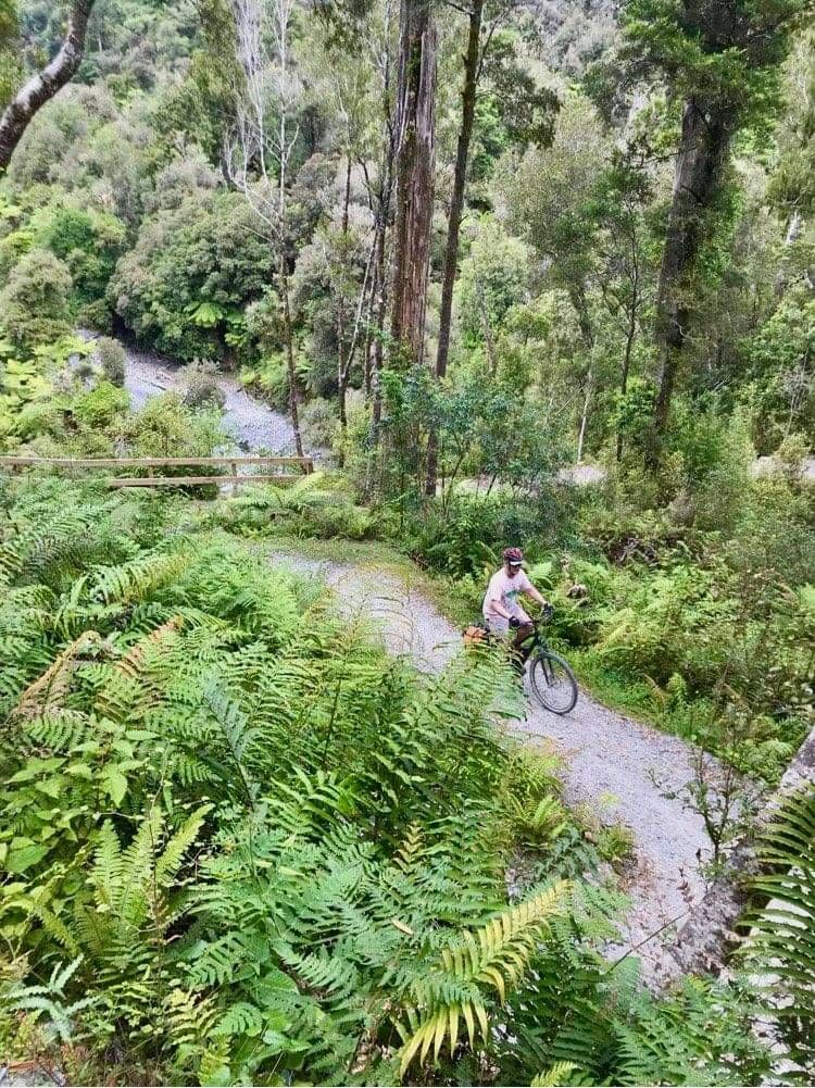 Biker in the forest on the West Coast Wilderness Trail, self-guided tour