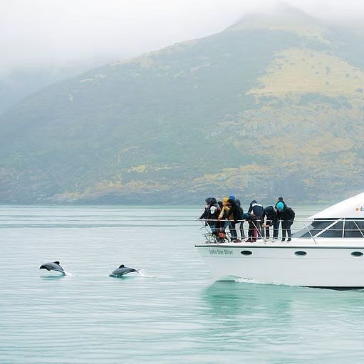 Watching the Hector's Dolphins leap out of the water