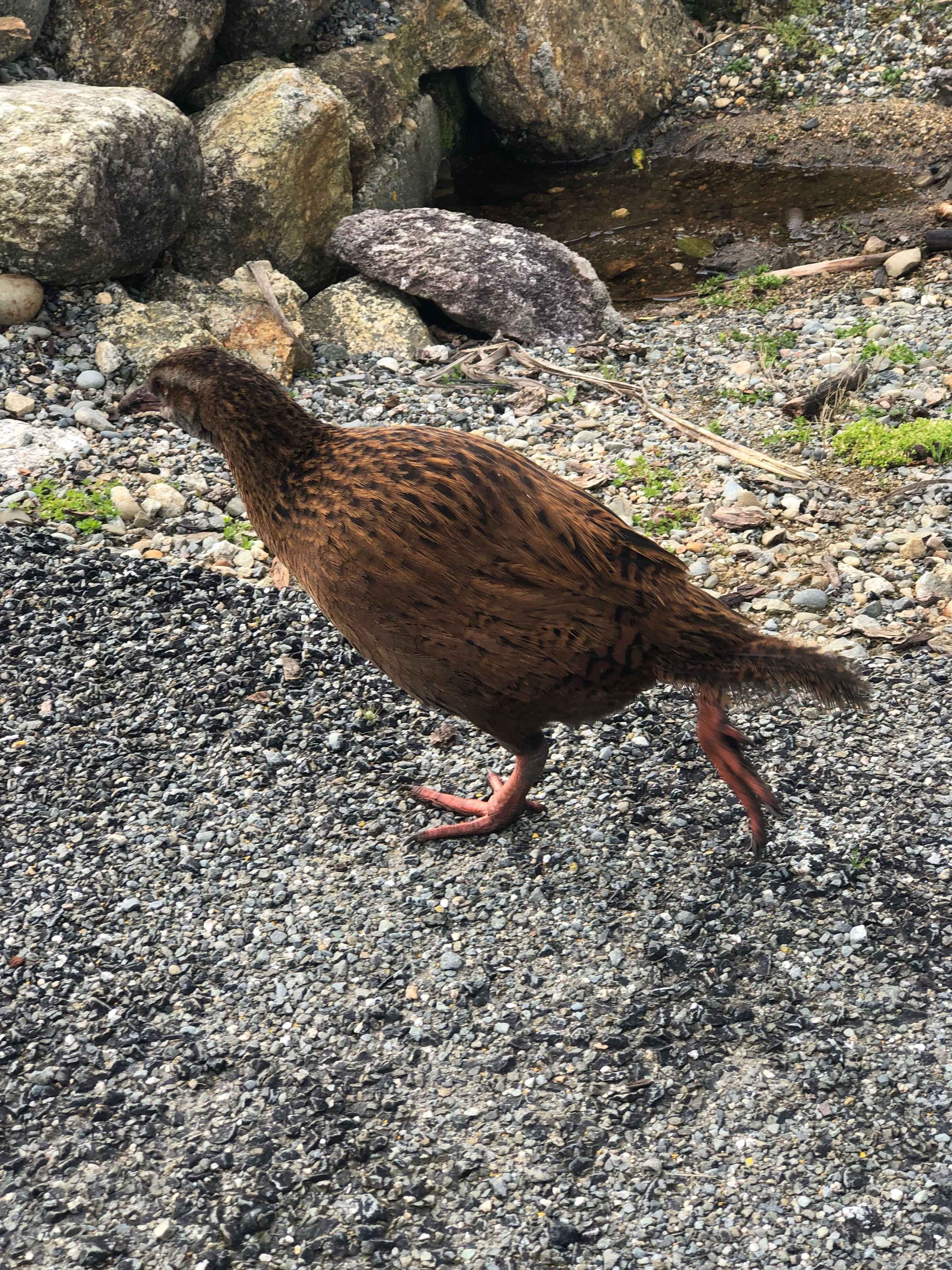 Native flightless birds on the West Coast Wilderness Trail