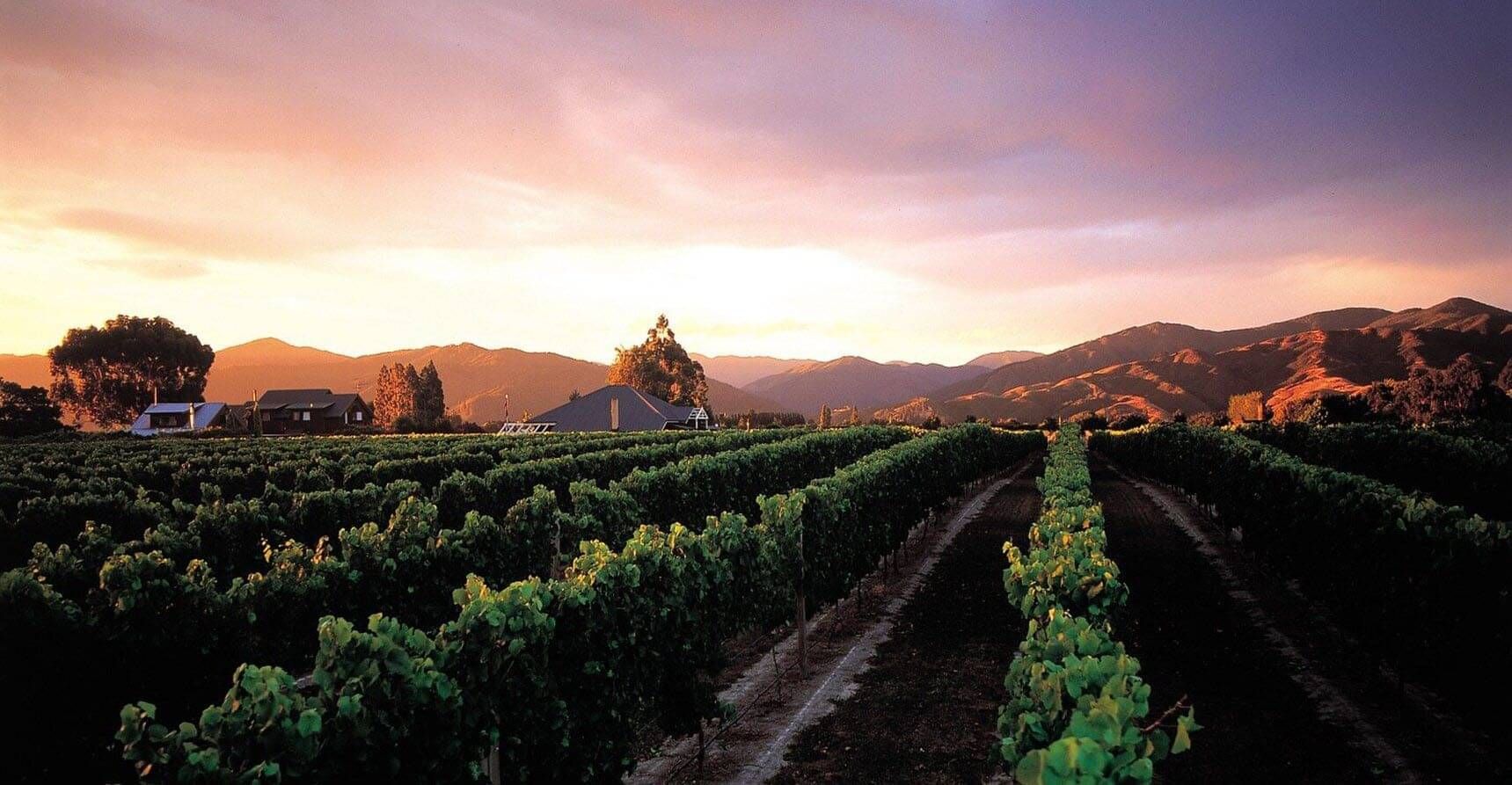 Wilderness, Coastlines & Vines, guided tour