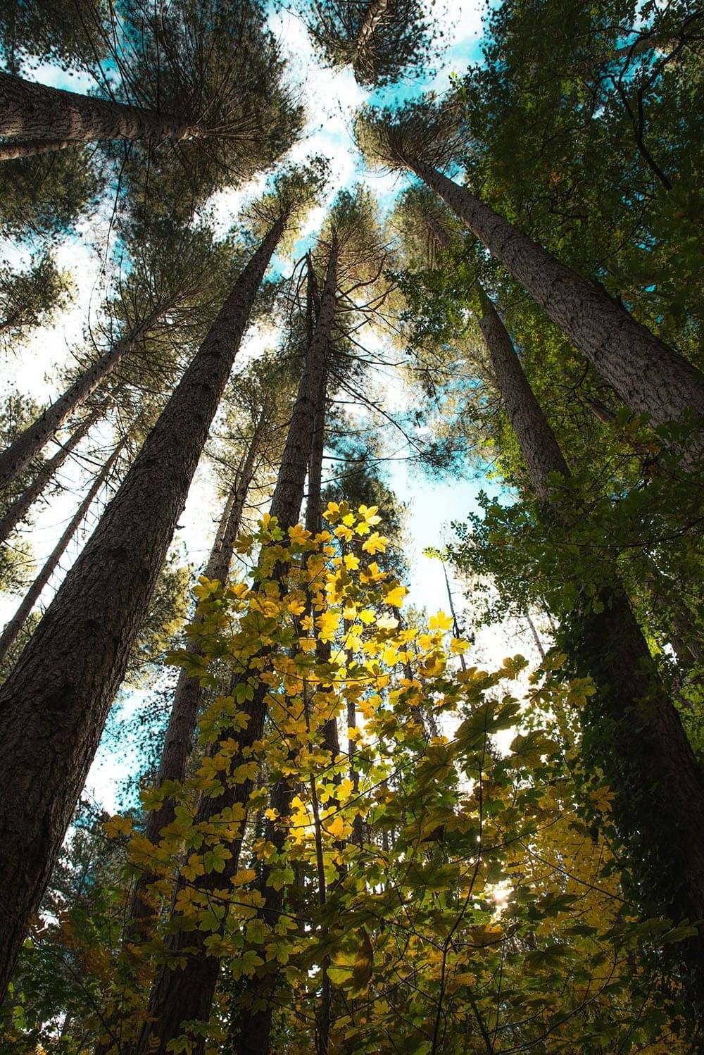 Looking up in the forest at Hanmer Springs