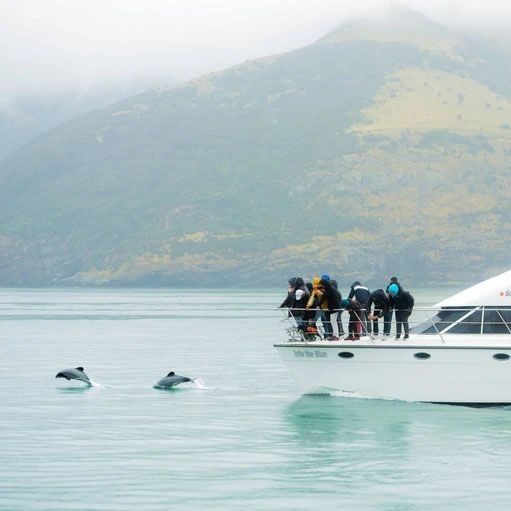 People on a boat watching Dolphins leap out of the ocean at Akaroa
