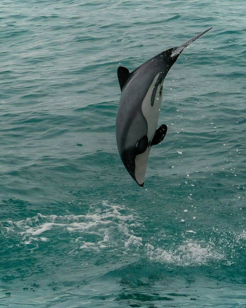 Hector's Dolphin lands back in the water