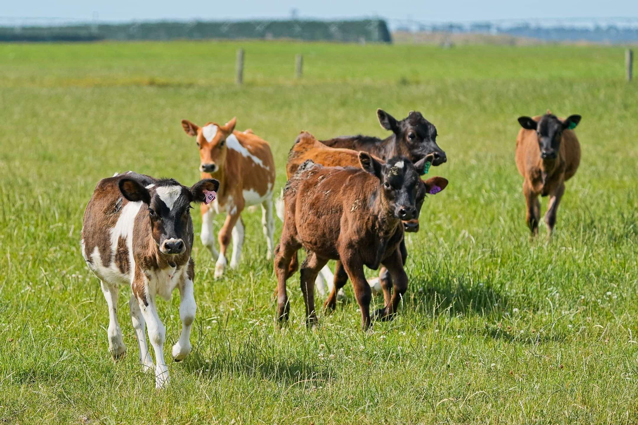 Young dairy calves grazing in a green paddock on a Pye Group support farm