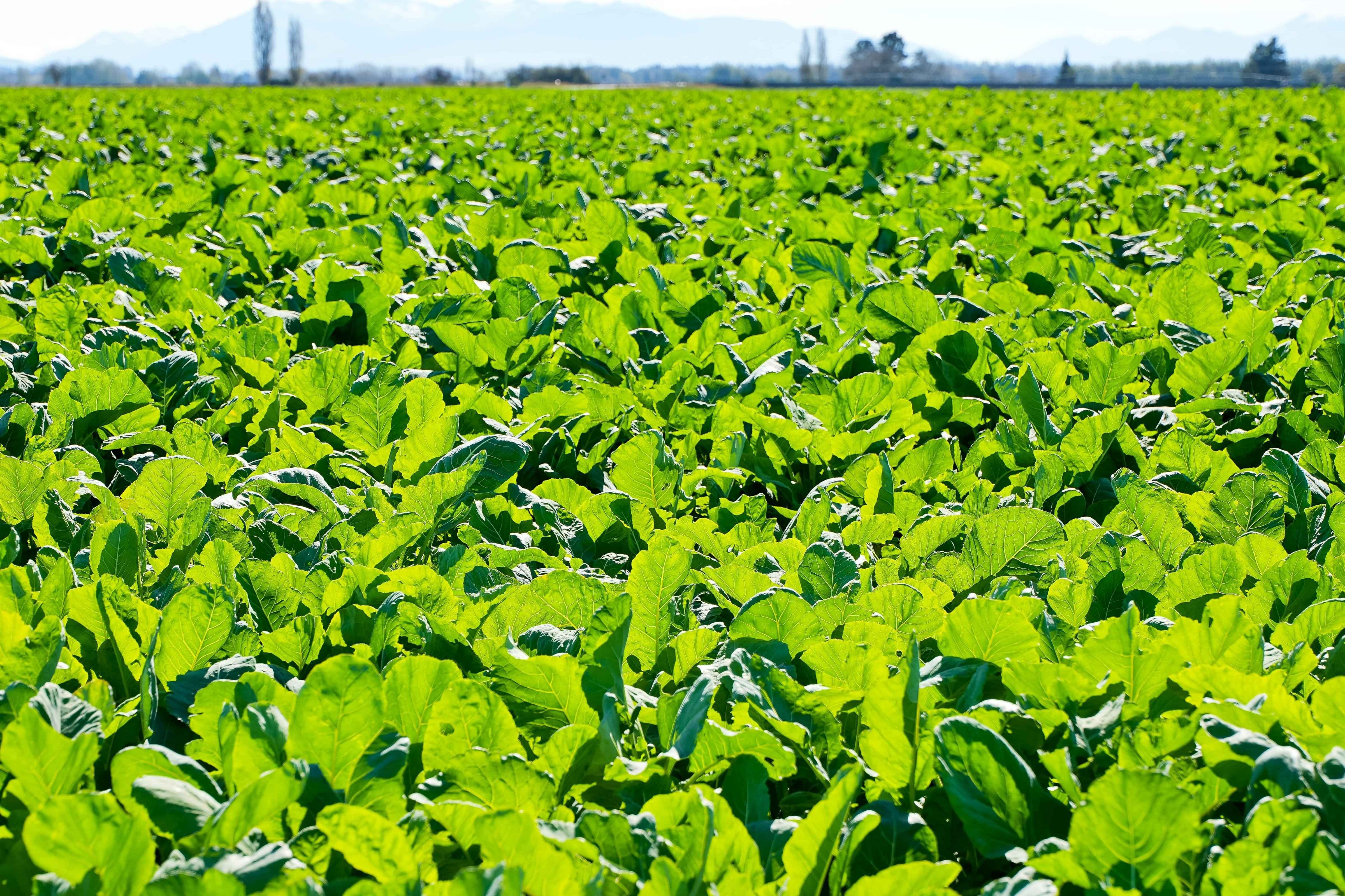 A leafy winter feed crop grown on a Pye Group dairy support block