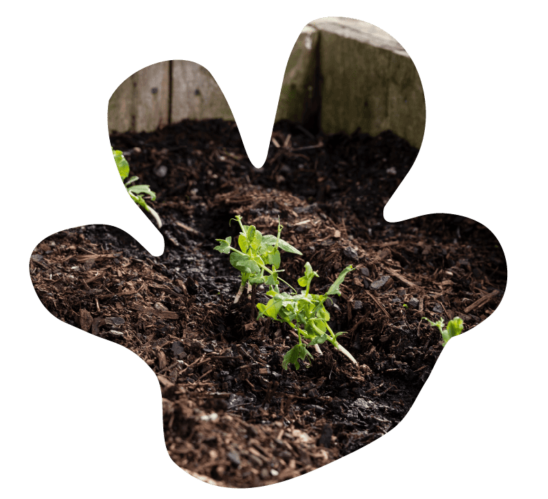A young seedling growing in the garden at Sunshine on Sunshine.