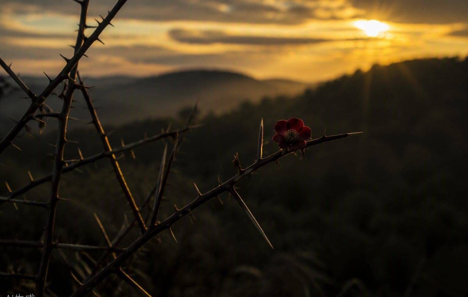 Thorn branches silhouetted against a golden dawn
