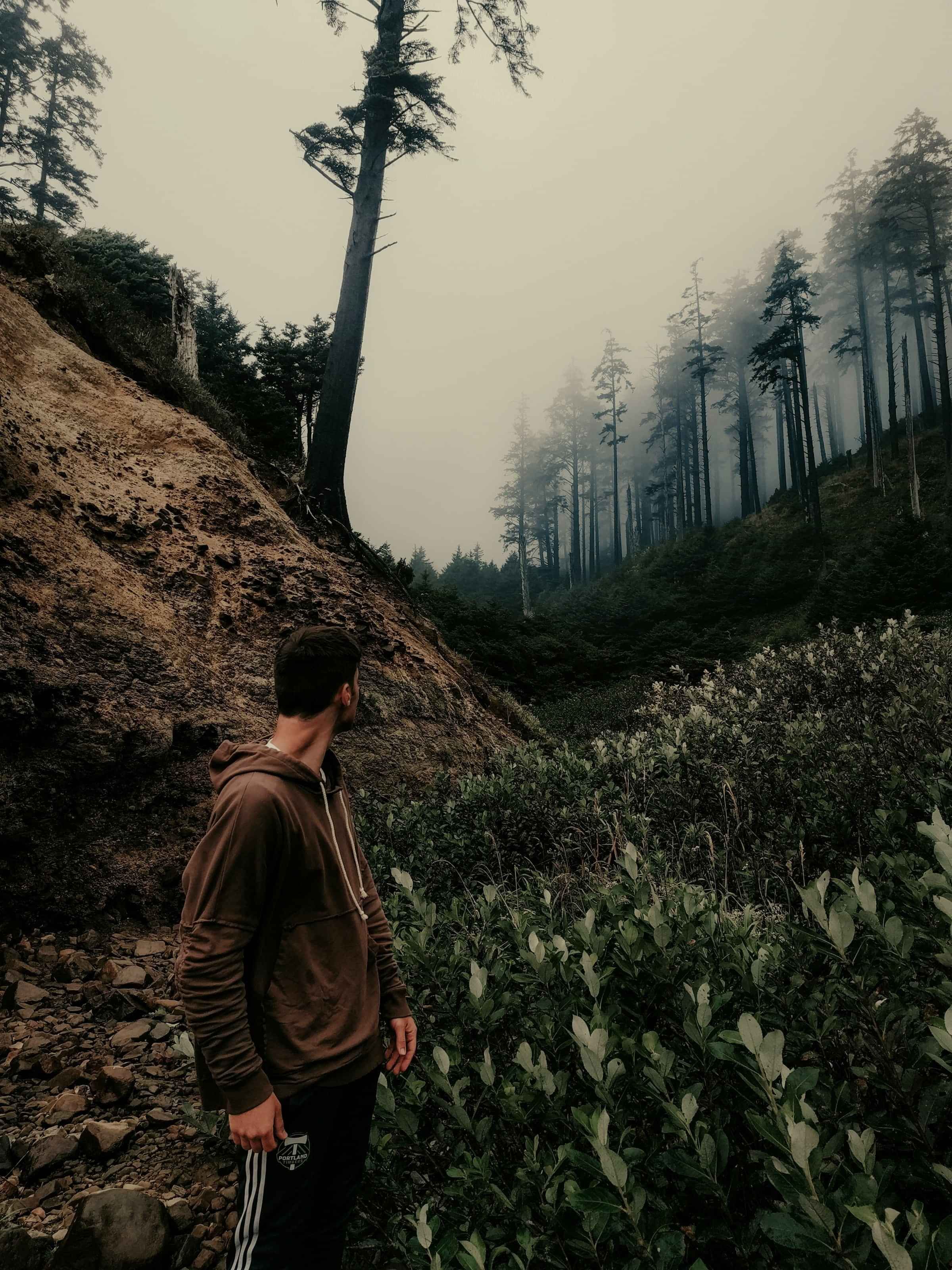 A veil of mist drifting between dark forest trees