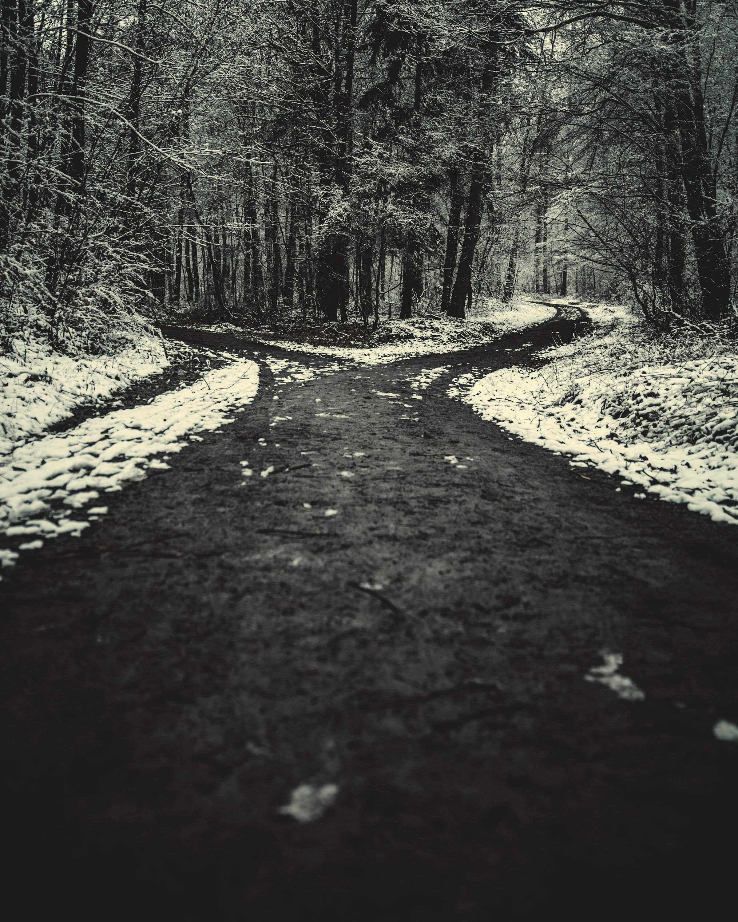 A dark forest road forking in two