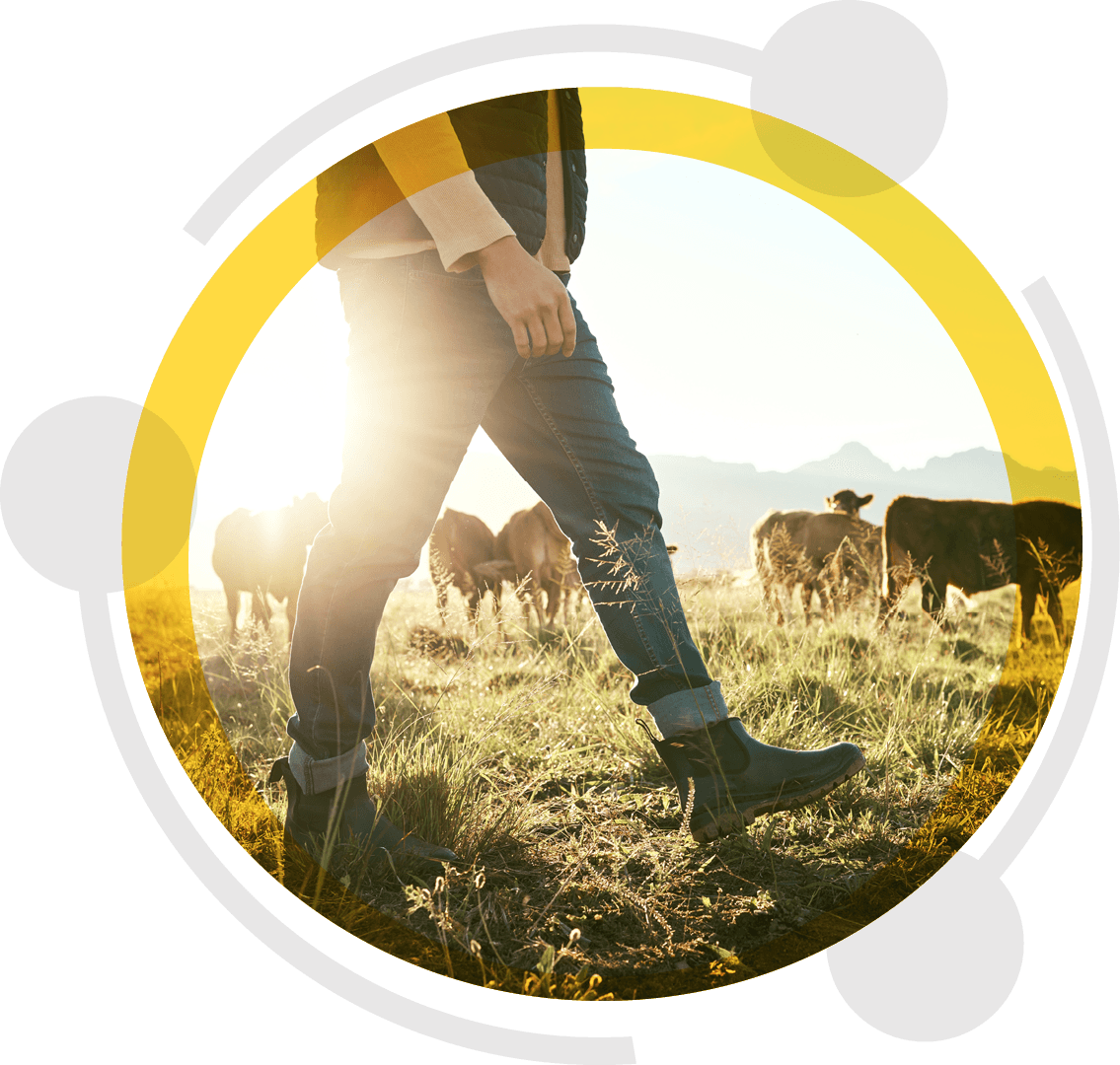 A farmer walking through a sunlit paddock past cattle, staying connected with fixed wireless internet in the Mackenzie