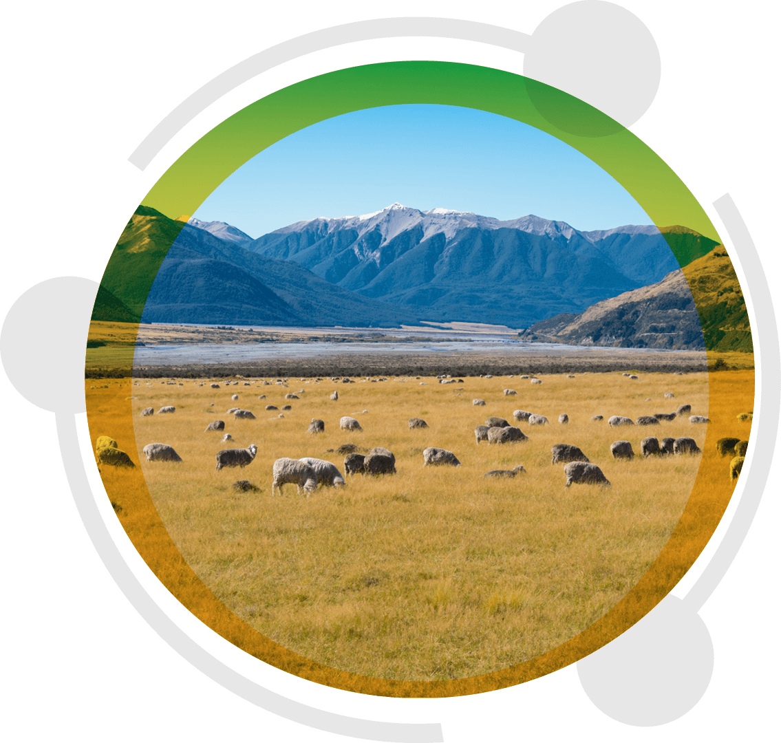 Sheep grazing golden tussock below snow-capped mountains in the high country, reached by Ezykonect fixed wireless broadband